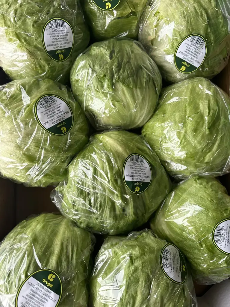 Eisberg Salat - 10er