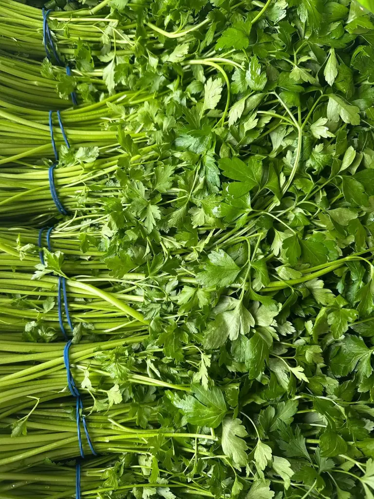 Petersilie - glatt Bund - Bündel 