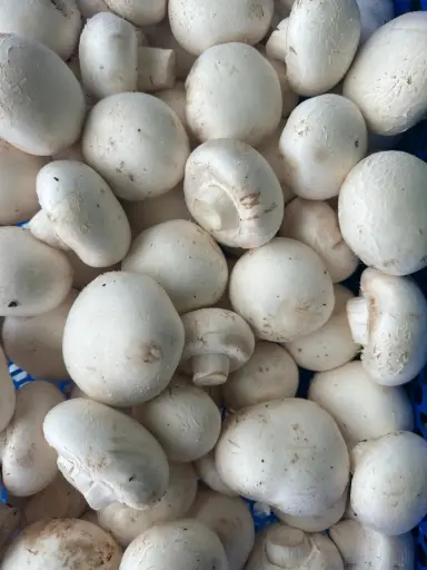 [PR-04272] Champignons - 3Kg